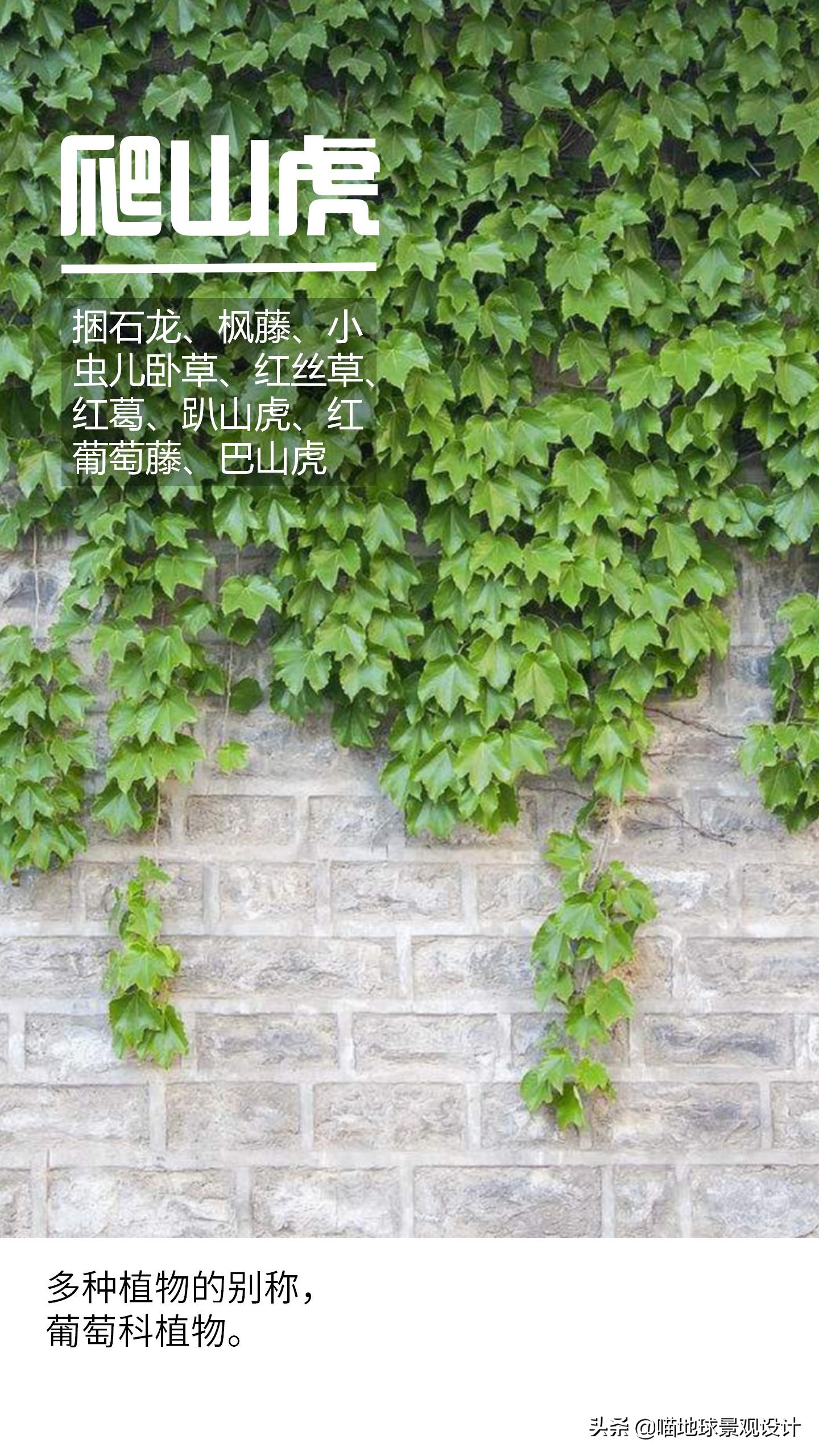 意大利常见的爬藤植物,25种爬藤植物