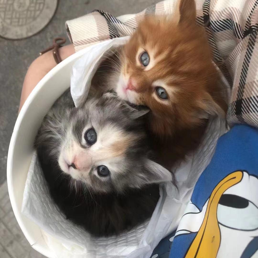 幼猫粮口碑最好的十大猫粮测评,猫粮幼猫粮推荐