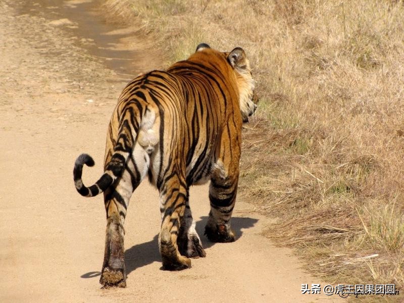 巴梅拉雄虎,传奇虎王战斗视频