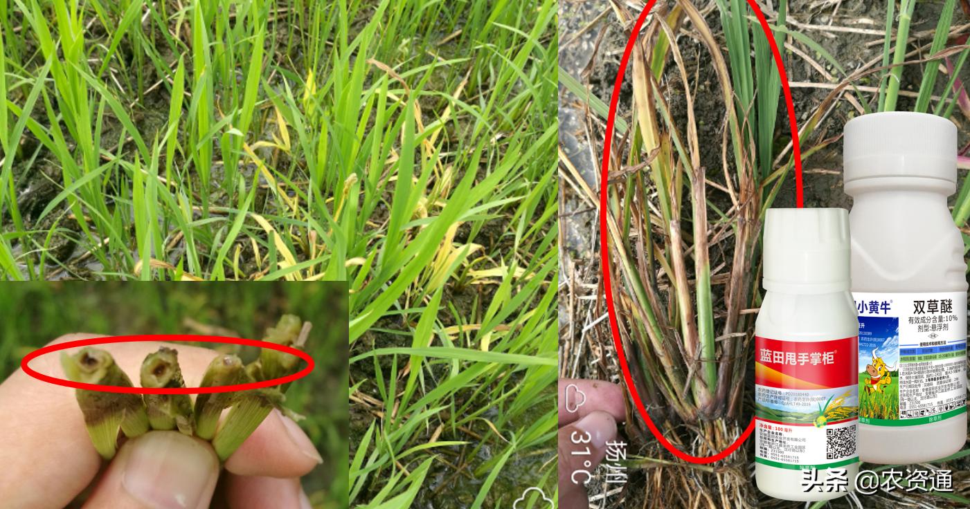 稻田除草技术,水稻田封闭除草的最新方法