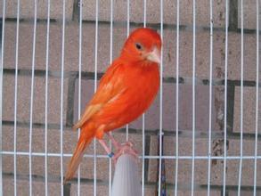 金丝燕科普视频,金丝雀芙蓉鸟品种鉴别图