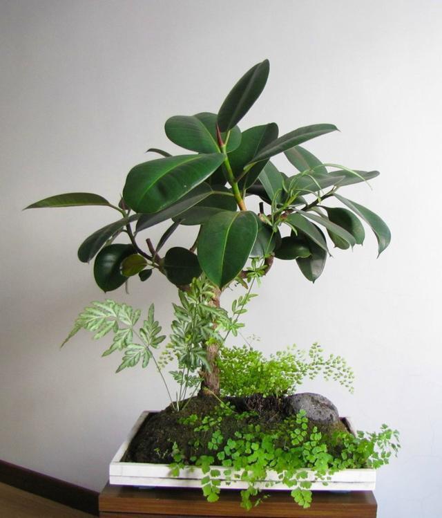 这六种花寓意吉祥好养易活,家中最旺财的4种花