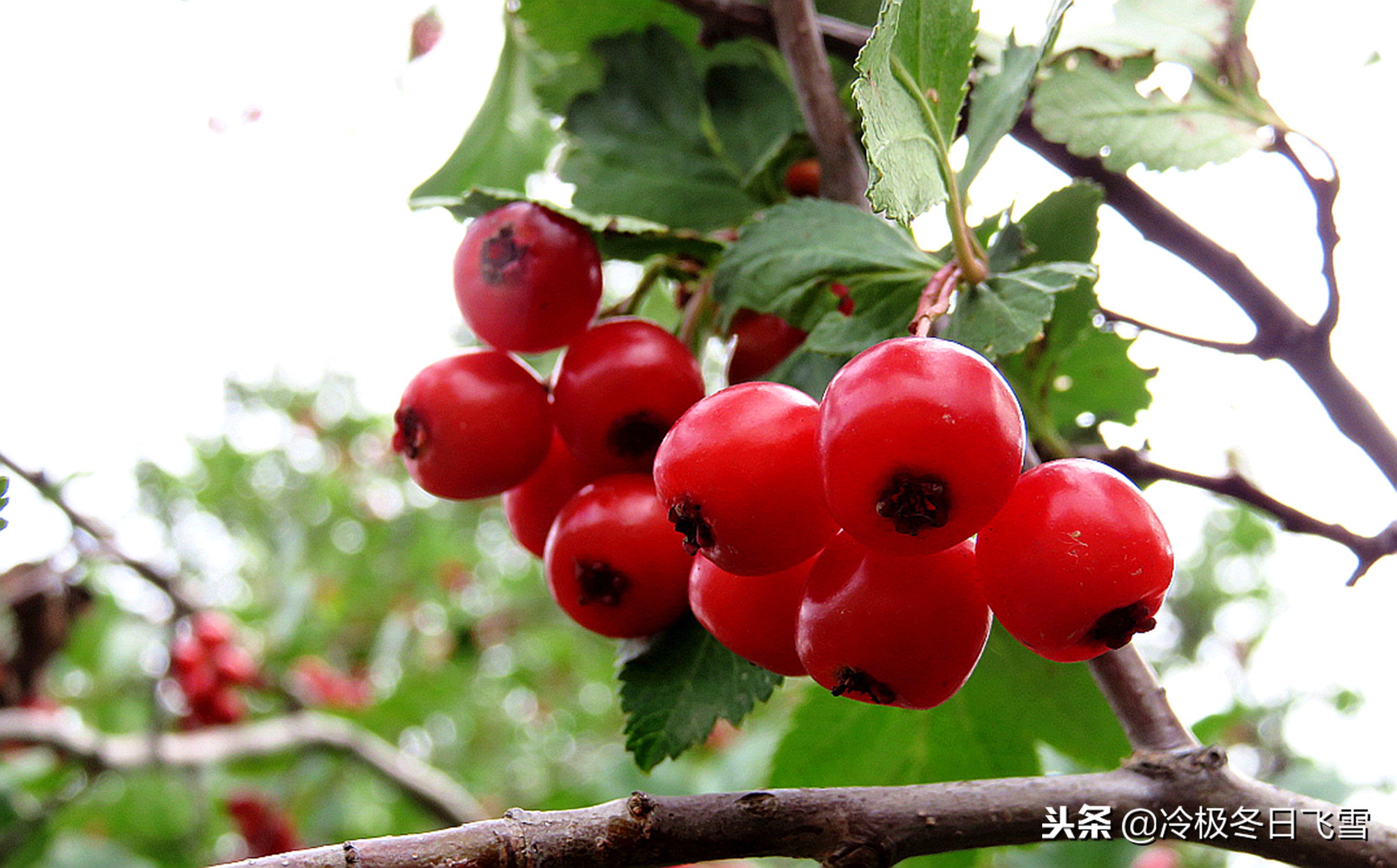 中国根河是世界最冷的地方吗,中国最冷地方是哪里漠河