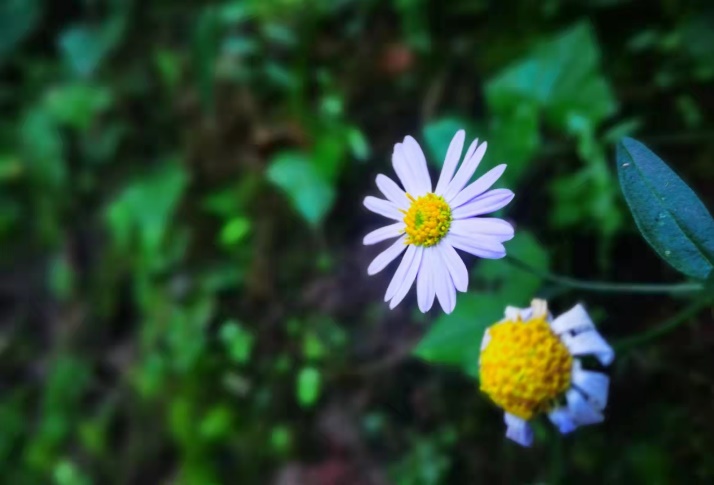 12岁微博回港二次上市！社交平台“老四”，前景如何？