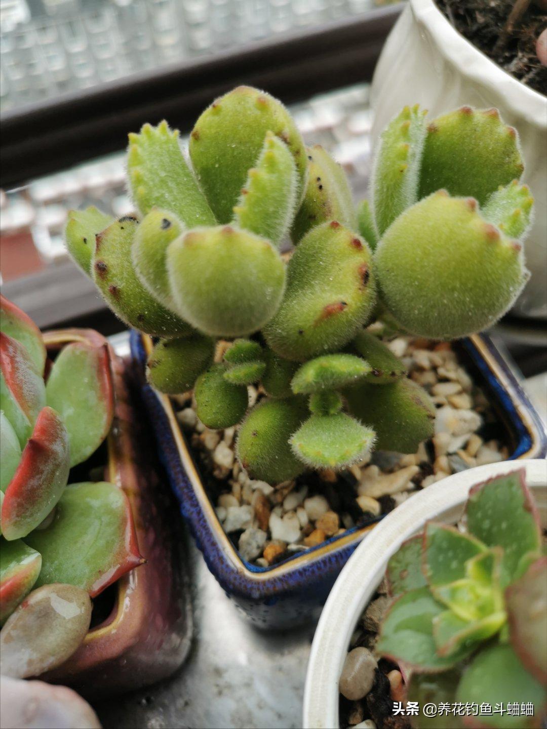 养熊童子用什么土好,熊童子多肉怎么养叶层变多