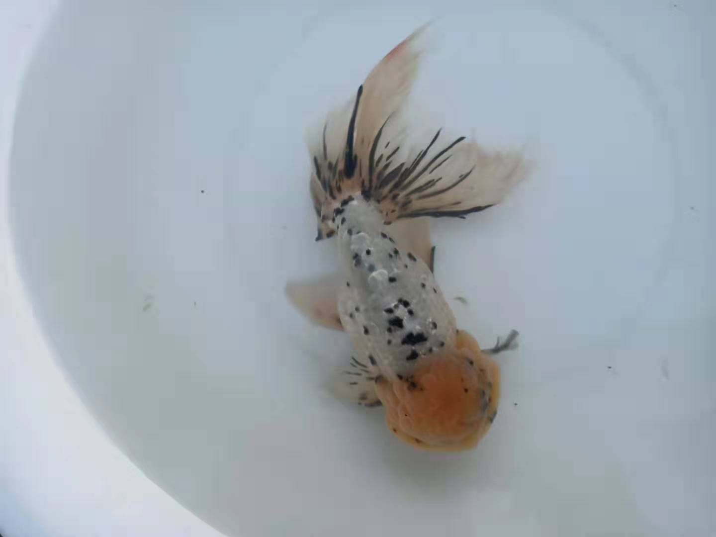 金鱼常见鱼病与治疗方法,预防金鱼鱼病的最佳方法