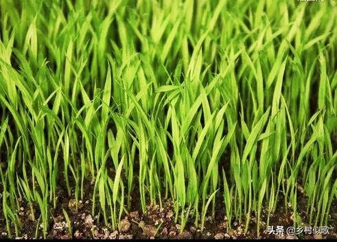 水稻哪个时期容易发生冻害,水稻什么时期最怕高温