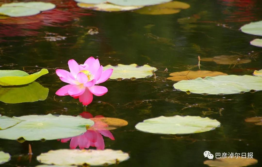 临河植物园景色,临河荷花景区
