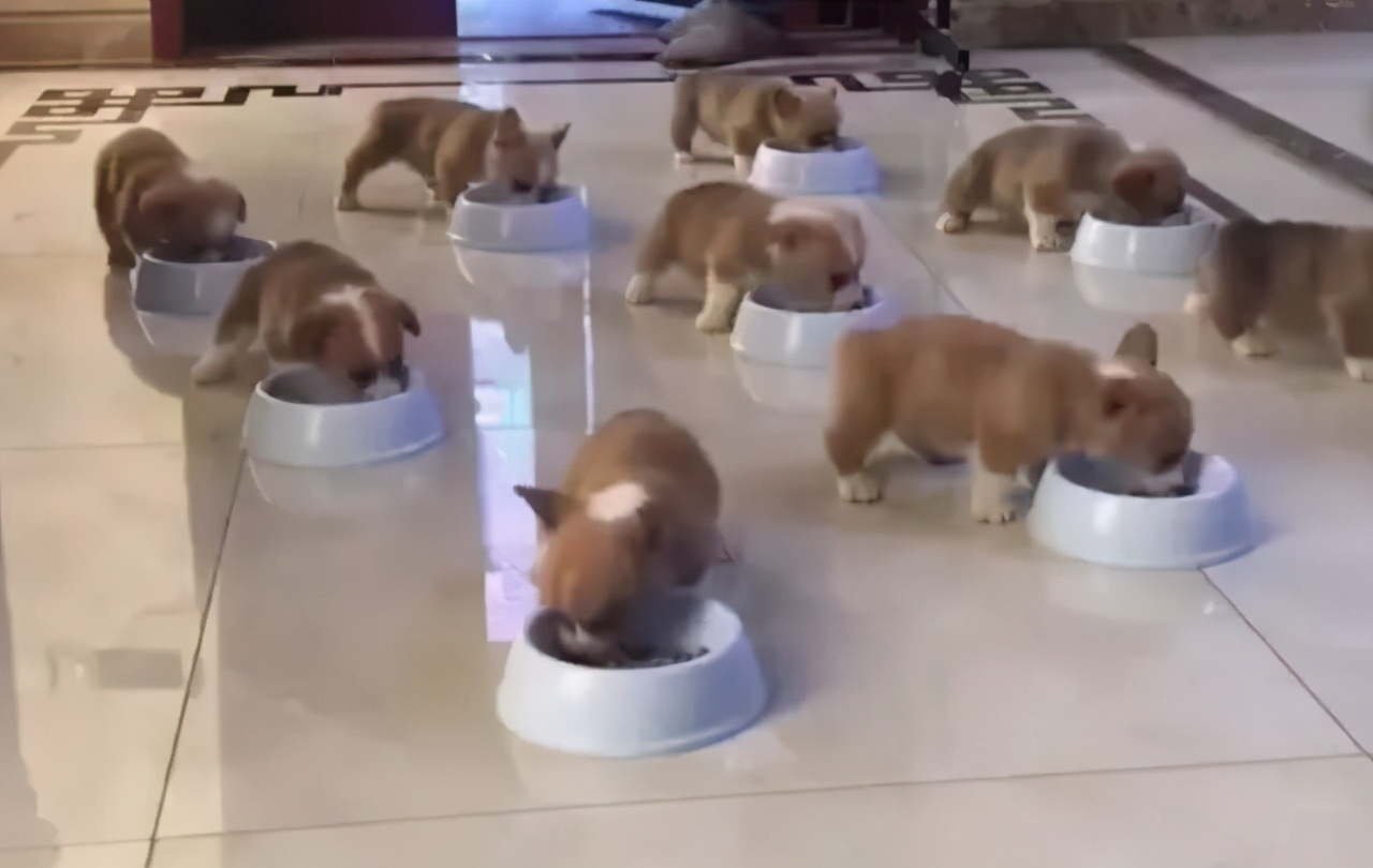 三个月柯基多久认主,多大的柯基能抱回家养