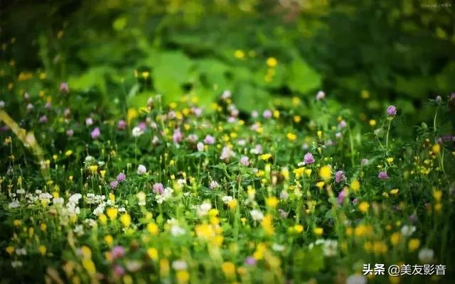 古诗词中的春天珍藏版,古诗词里的春天合集