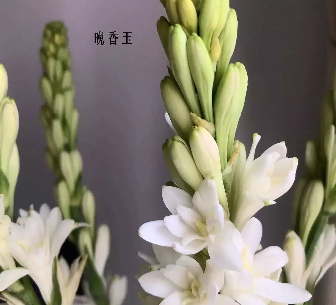 鲜花店常见花材品种大全,花店里同款的两种不同价格的花材