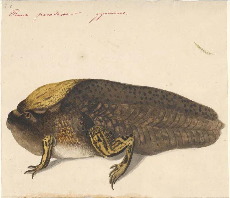 蝌蚪发育成婴儿的全过程,小蝌蚪是怎么形成的你知道吗