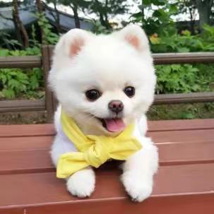 十年养狗老玩家告诉你，博美犬的优缺点