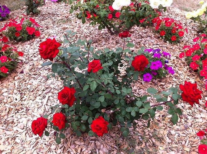 把蜘蛛赶走,把蜘蛛赶走的办法