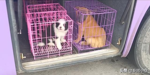 真正的狗市品种,哪里的狗市便宜品种又好种类又多