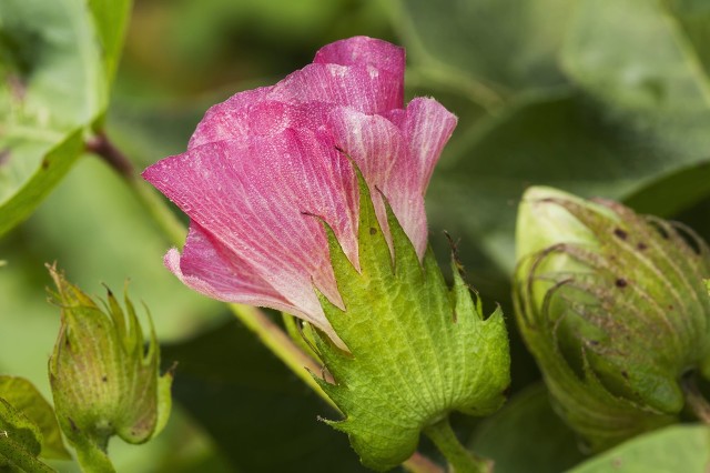 *疆新**人怎么了？“*疆新**人真是的……”你们眼中的*疆新**人是怎样的？