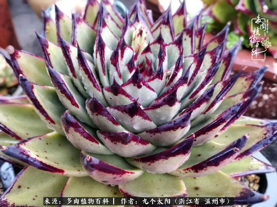 景天、球和龙舌兰，只要是多肉，都喜爱