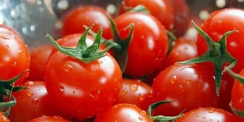 西红柿放半个多月不坏什么原因,西红柿如何长得快