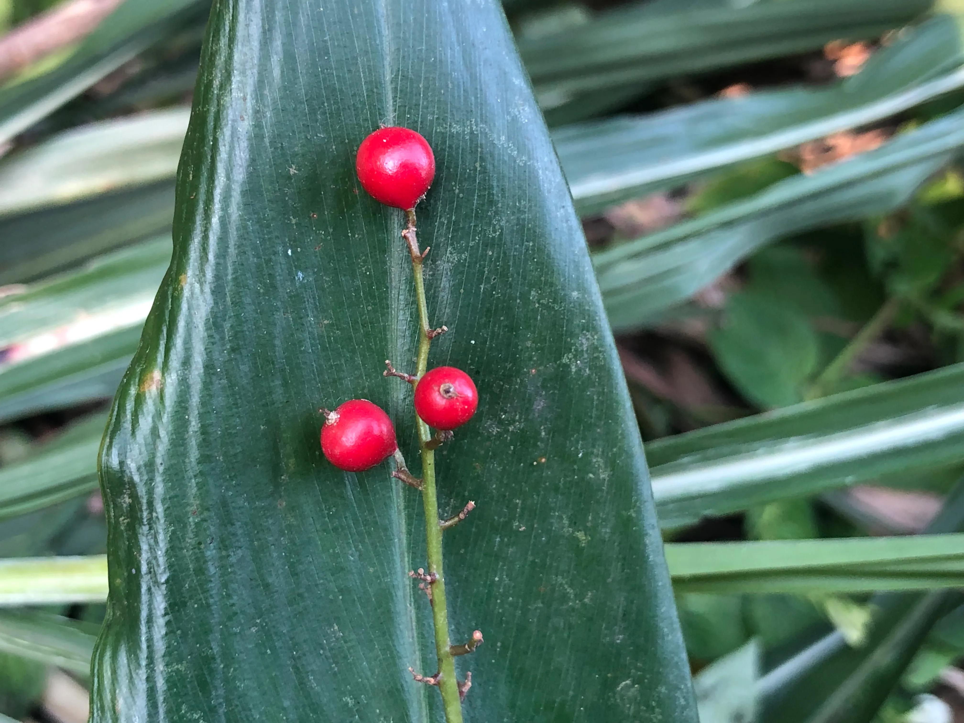 娣卞北鑰佹灄閲庤彍妞嶇墿,鍘诲璁垮北闂寸殑閲庣敓鏈崏妞嶇墿
