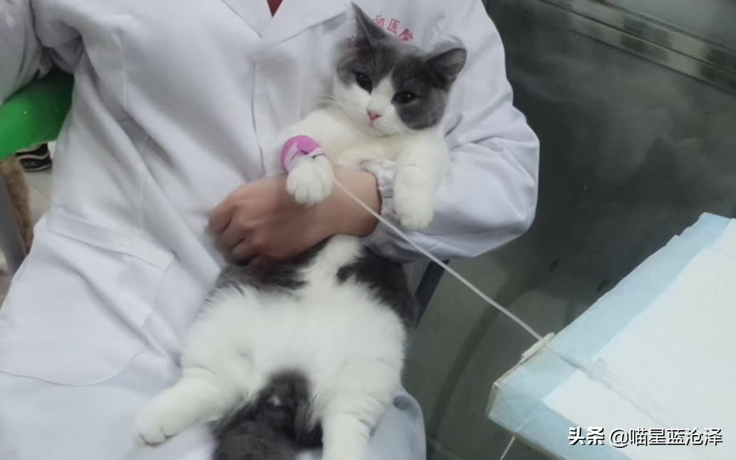 猫得肠胃炎的症状治疗需要多少钱,猫肠胃炎科普