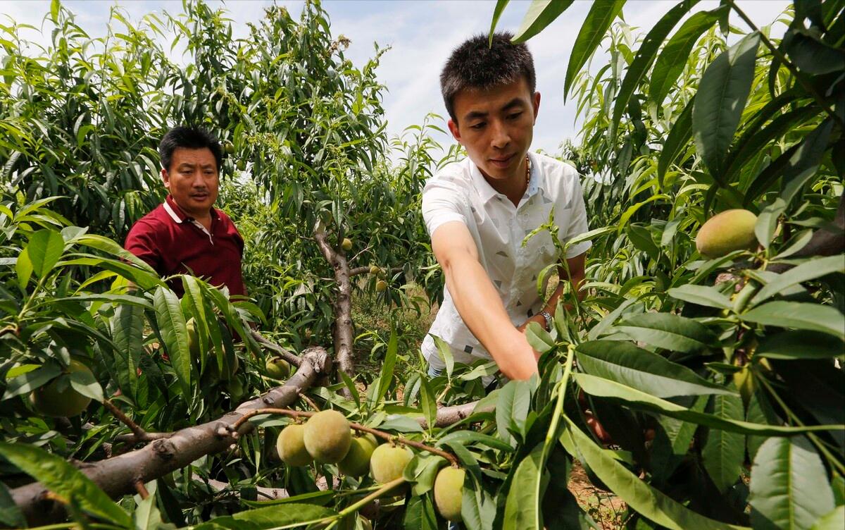 农村大叔种植桃子,农村大叔新发明的种植技术