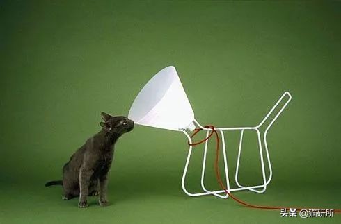 伊丽莎白圈猫咪,伊丽莎白圈有危险吗