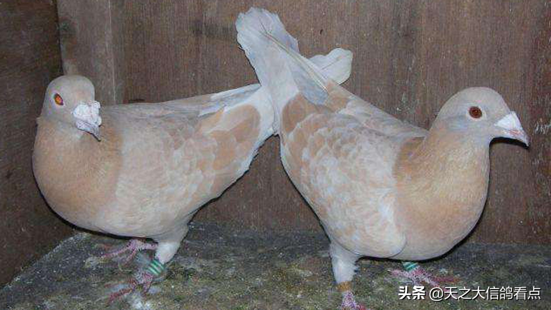 鸽舍驱蚊最佳方法,夏季鸽舍驱蚊不伤鸽体