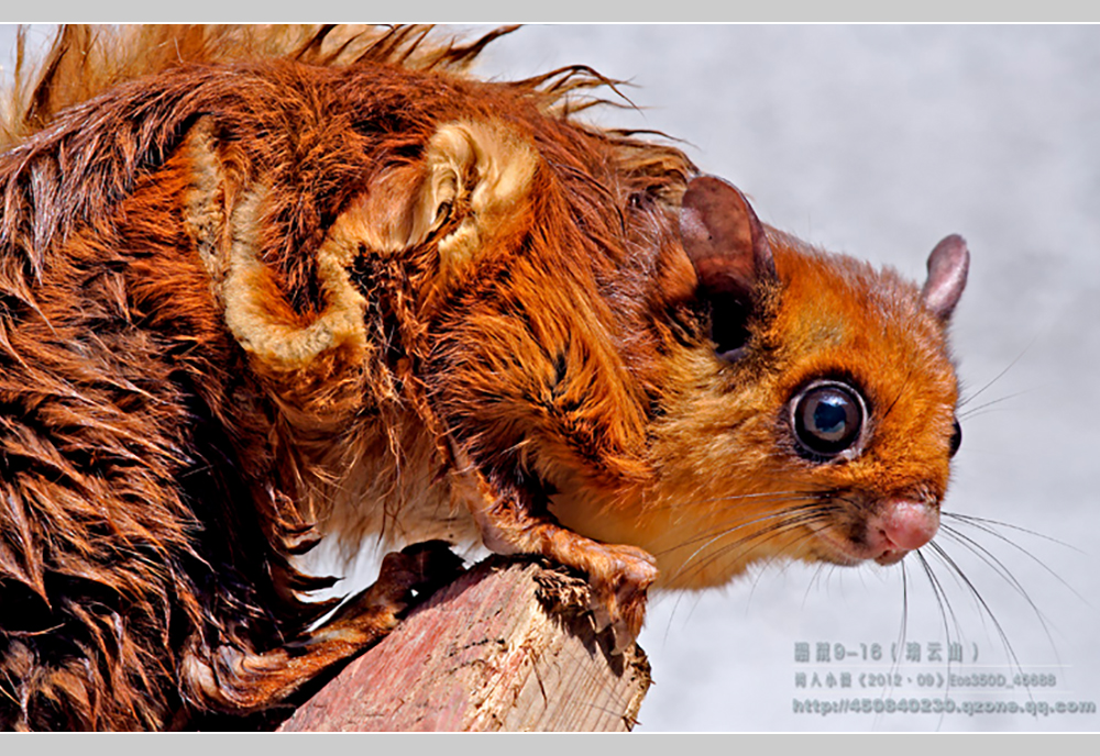 摄影飞行素材,飞鼠摄影作品欣赏