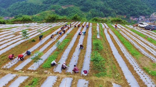 秀山区电商扶贫,秀山县乡村振兴办法