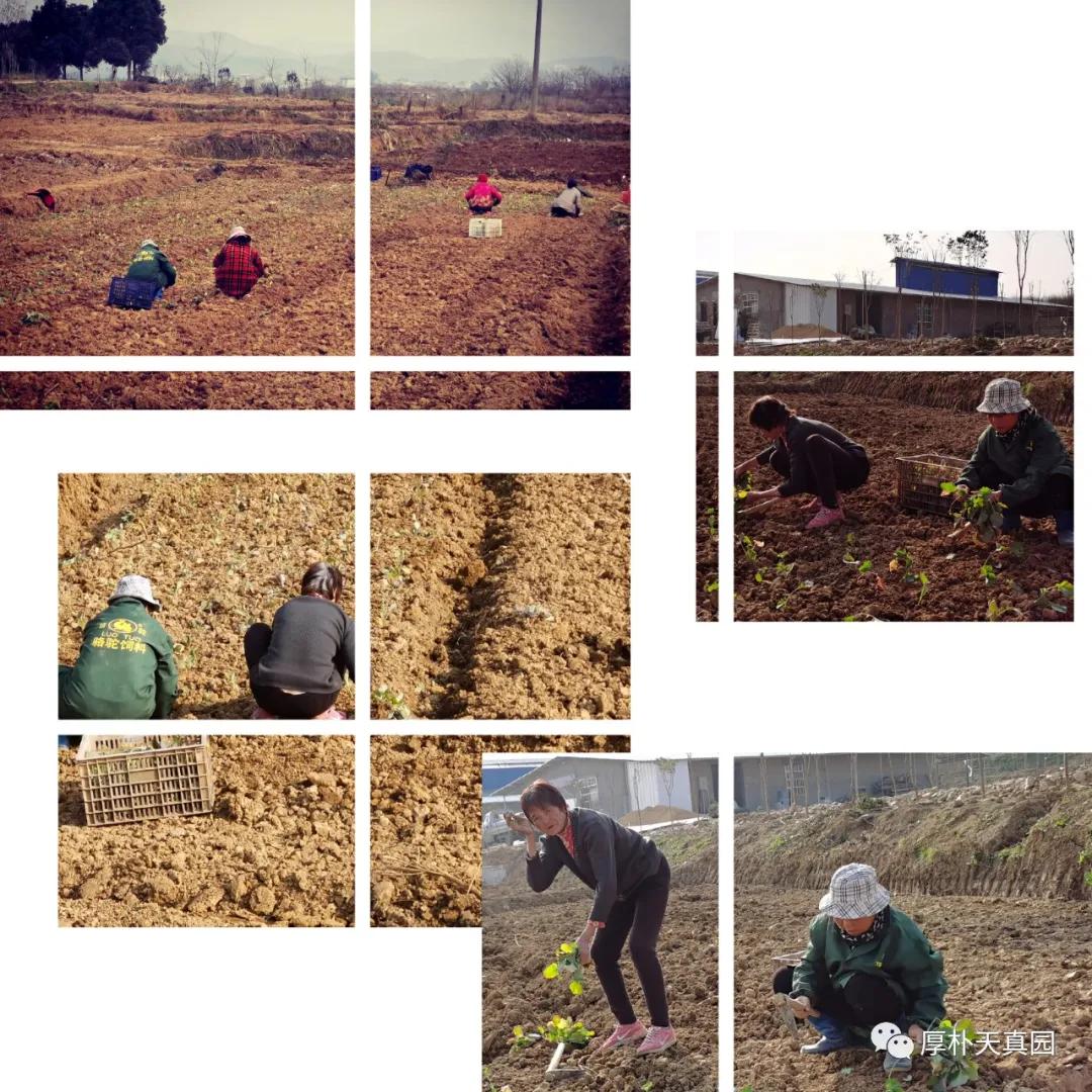 农场日记南瓜,农场栽菜日记