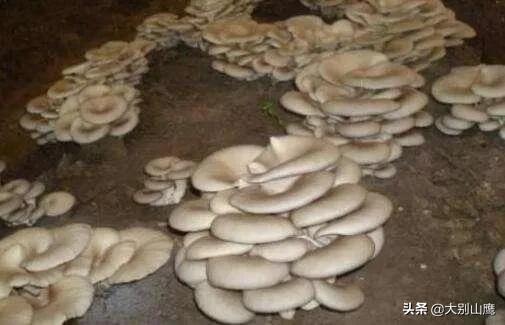 平菇种地里教程,平菇菌种放在土里怎么种植