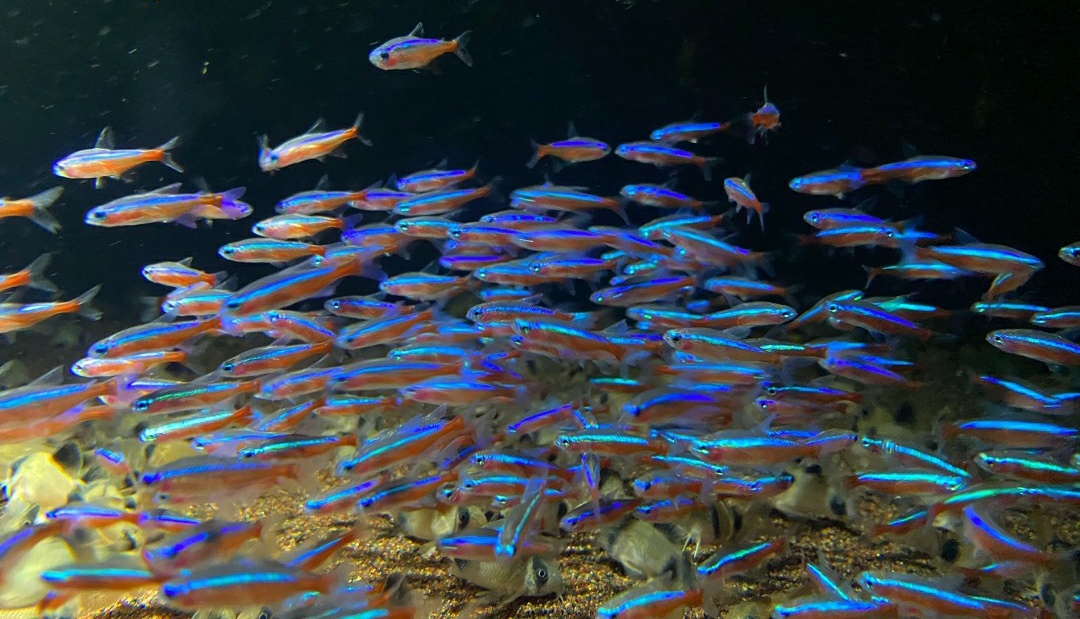 养红绿灯鱼的技巧和方法,红绿灯鱼要怎么养