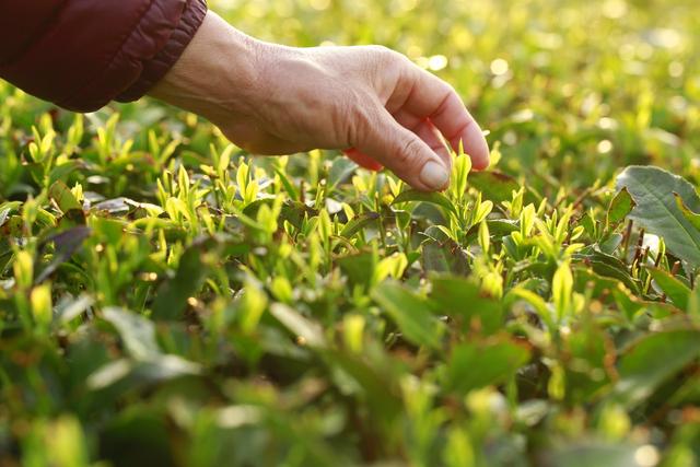 中国茶农被沙皇授予奖章，在苏联得到列宁接见，他究竟做了什么？