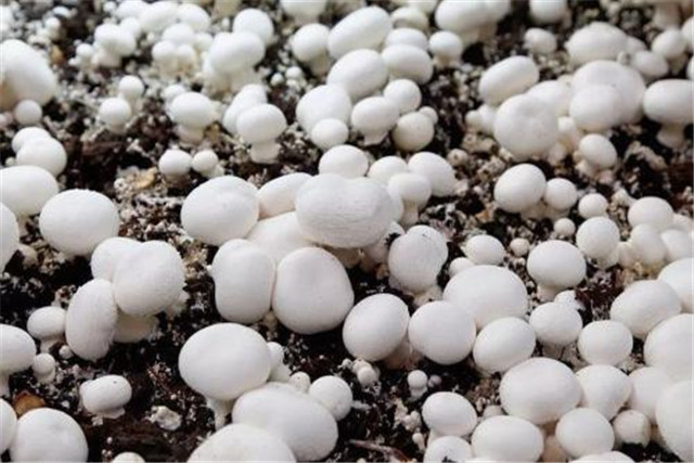 蘑菇栽培技术和管理,蘑菇栽培技术指导视频