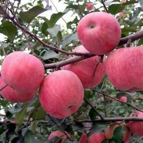 中国最新选育苹果品种,9个品种苹果