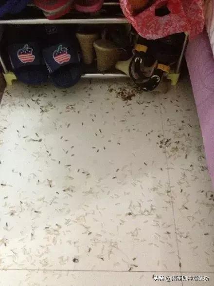 飞蚁大军空袭视频,飞蚁大军被空袭