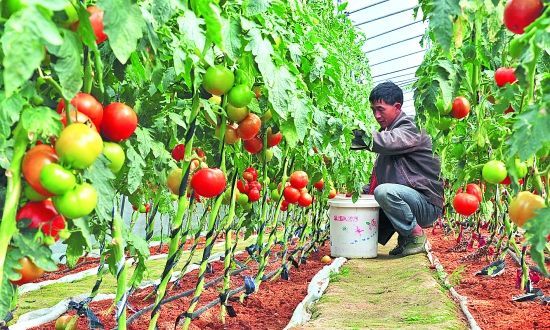 未来农村和乡镇赚钱的门路有哪些,藏在农村的暴利小生意有哪些