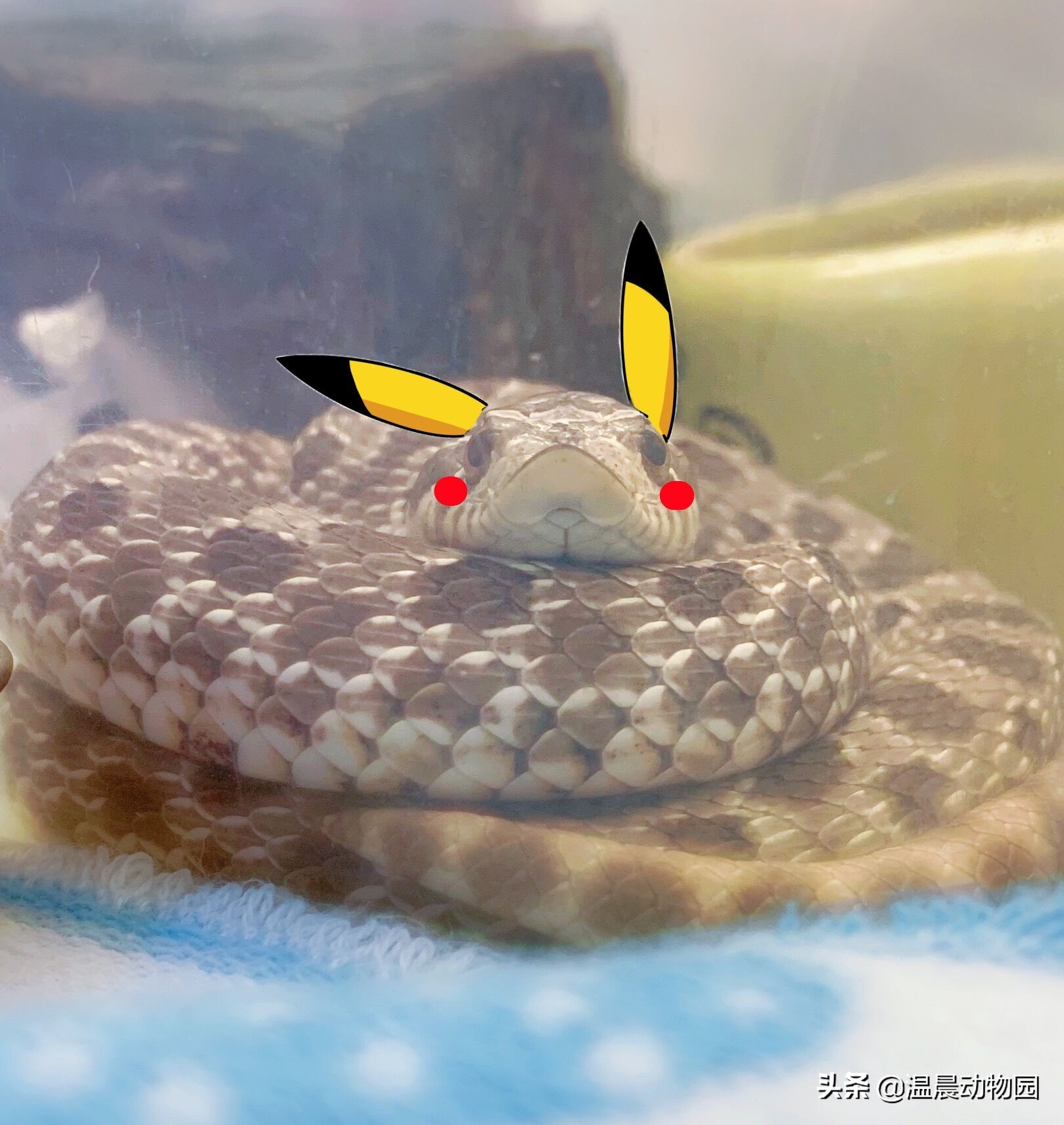 养蛇技巧和注意事项,养蛇的方法与注意事项