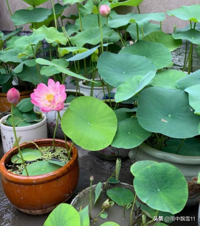 如何正确养碗莲才能让碗莲开花,碗莲怎么养才不烂叶子