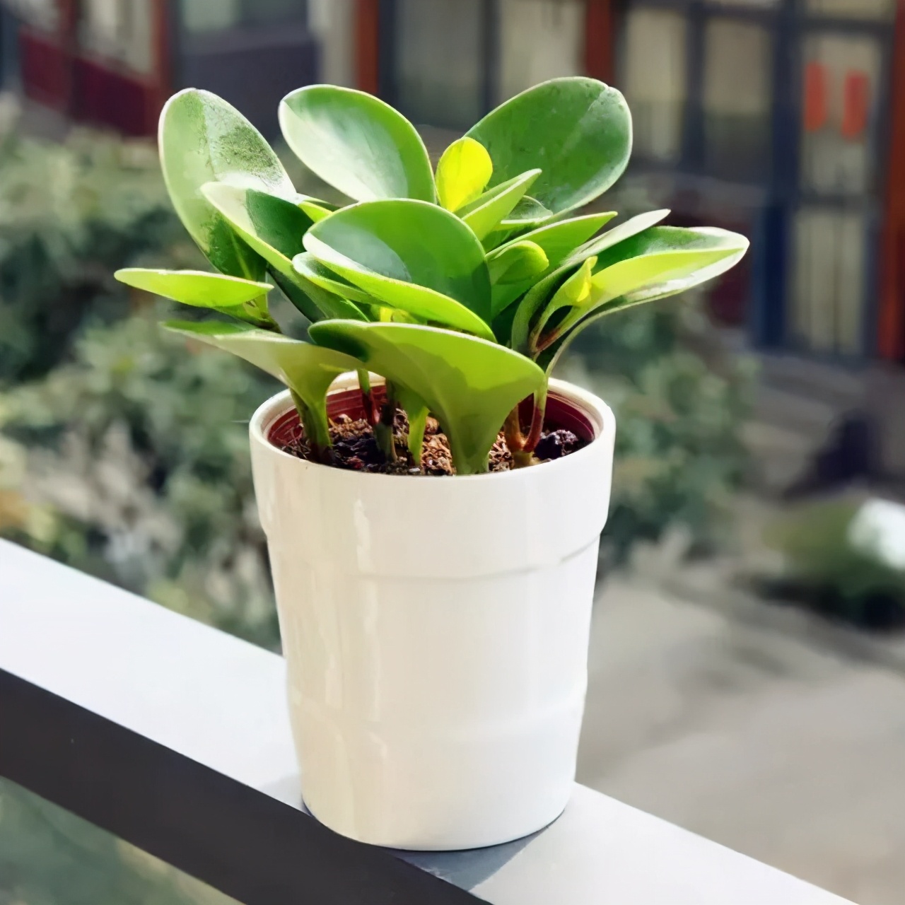 豆瓣绿叶片长黑斑是怎么回事,豆瓣绿新叶子卷曲是怎么回事