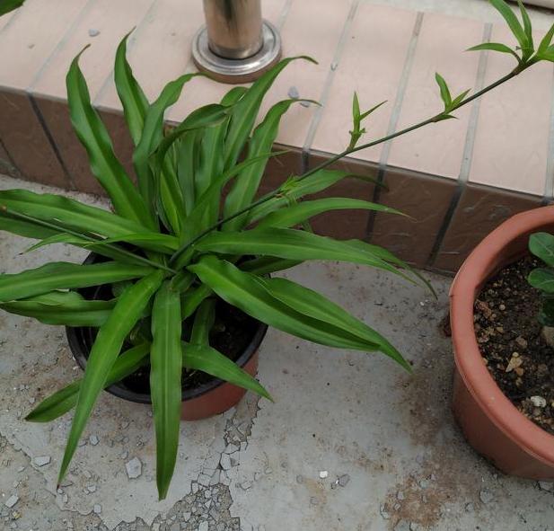 铜钱草养成吊兰怎么回事,吊兰黄叶怎么办用什么肥料