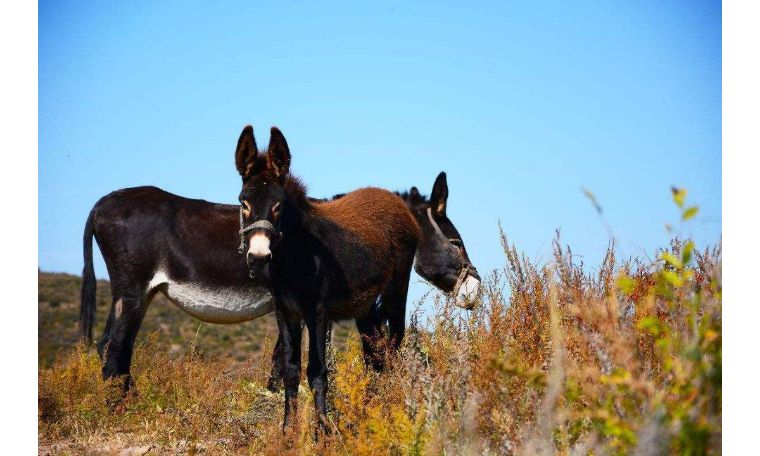 1001个中国品牌故事,一千零一个品牌故事