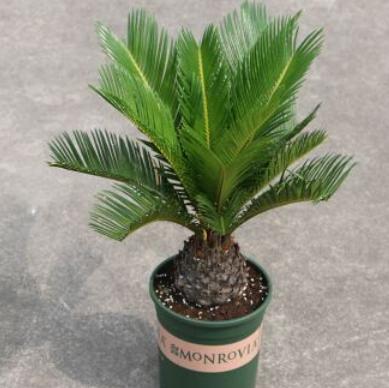 铁树皮实的小技巧,铁树怎么养不黄叶