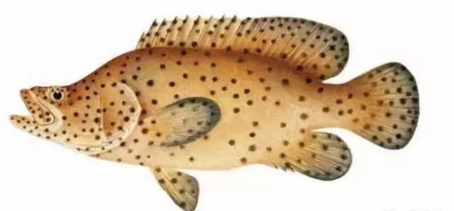 哪种海鲜的味道最鲜美,世界上最鲜美的海鲜