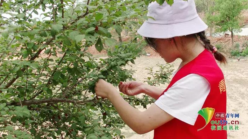 三下乡助力乡村振兴,大学生暑期三下乡乡村振兴方案