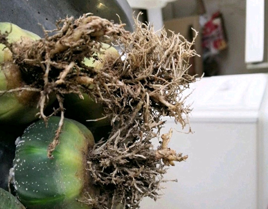 仙人球烂根怎么补救最快,仙人球烂根了怎么办
