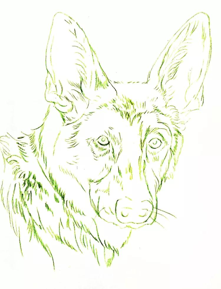 德国牧羊犬绘画教程,德国牧羊犬素描画