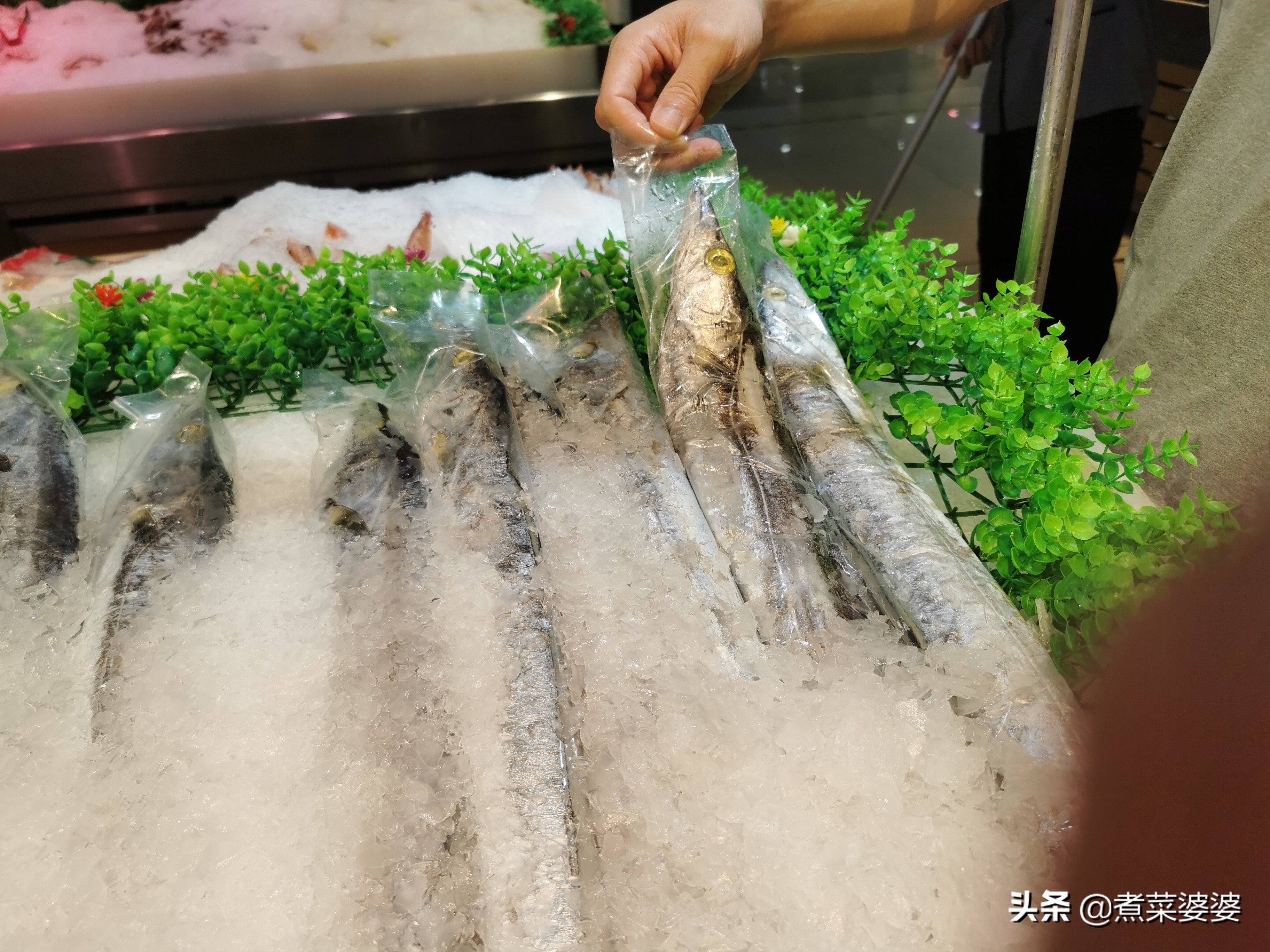 买鱼遇到的事儿,买鱼时这四种金鱼切记不要买