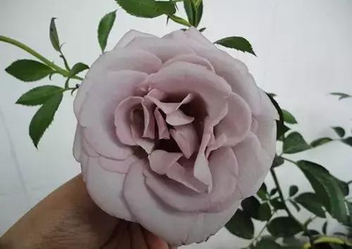 最漂亮10种微型月季,新手必入这8种月季漂亮好养