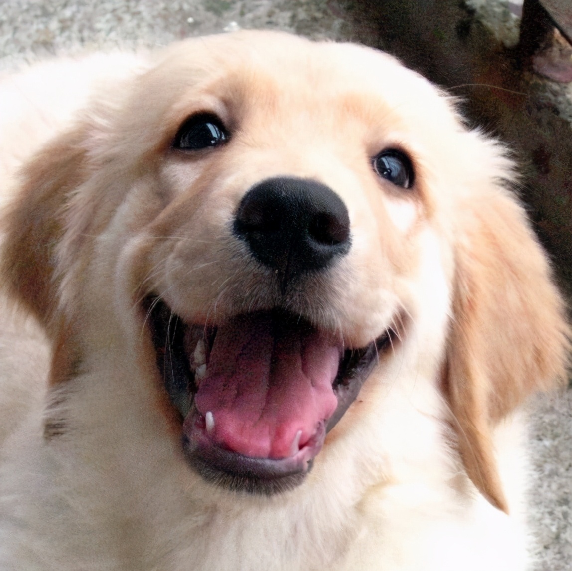 金毛幼犬泪痕是什么原因引起的,金毛犬吃了自制狗粮有泪痕